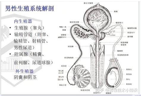 陰莖是什麼|男性生殖系統